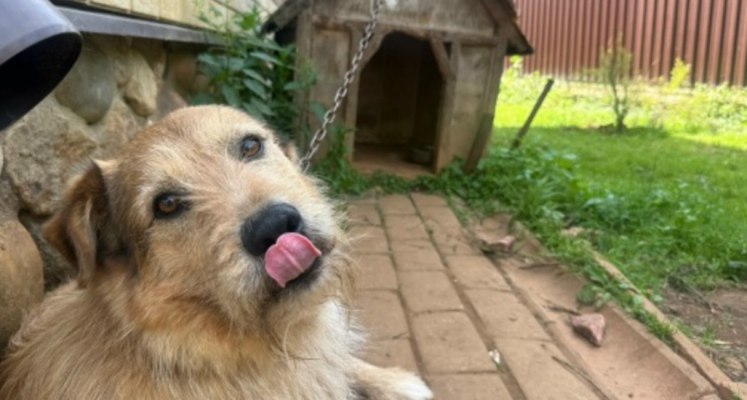 «Безмолвная жертва бездействия»: как ежедневная прогулка стоила любимому питомцу жизни