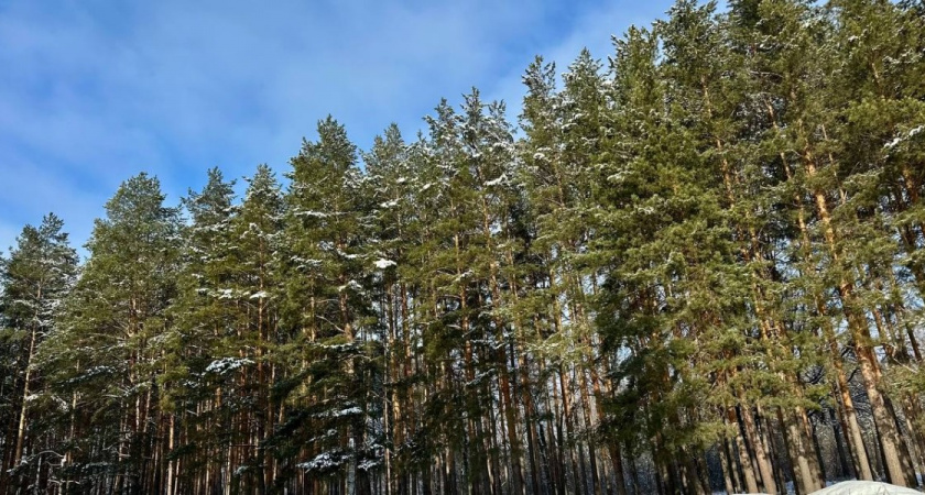 Жителям Оренбуржья напоминают о предновогодних «елочных» патрулях