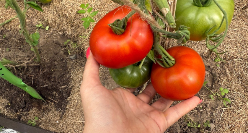 Однажды попробовала посадить эти семена помидоров и теперь только их каждый год и высаживаю: собираю урожай ведрами, а излишки продаю