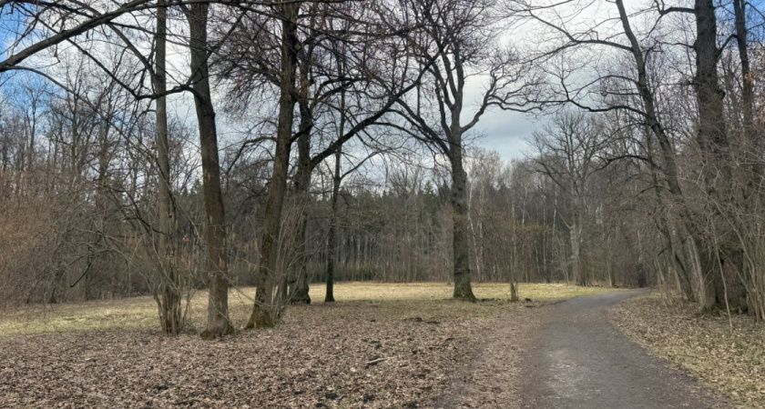 За год в Оренбуржье поймали более 50 черных лесорубов