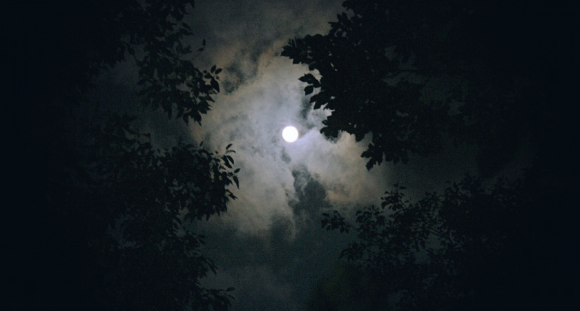 Тайна деда Федора: что за нечто он увидел в лесу в начале восьмидесятых