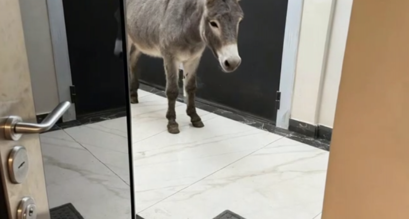 «Вы представляете, открываю дверь подъезда — а на меня смотрит осел»: история, взорвавшая интернет — смеялась и Москва, и вся Россия