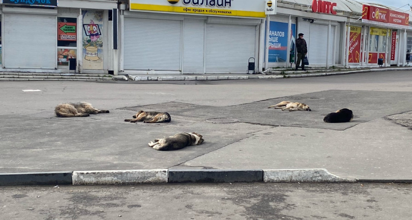 В Орске 6 детей и 2 взрослых пострадали от укусов собак