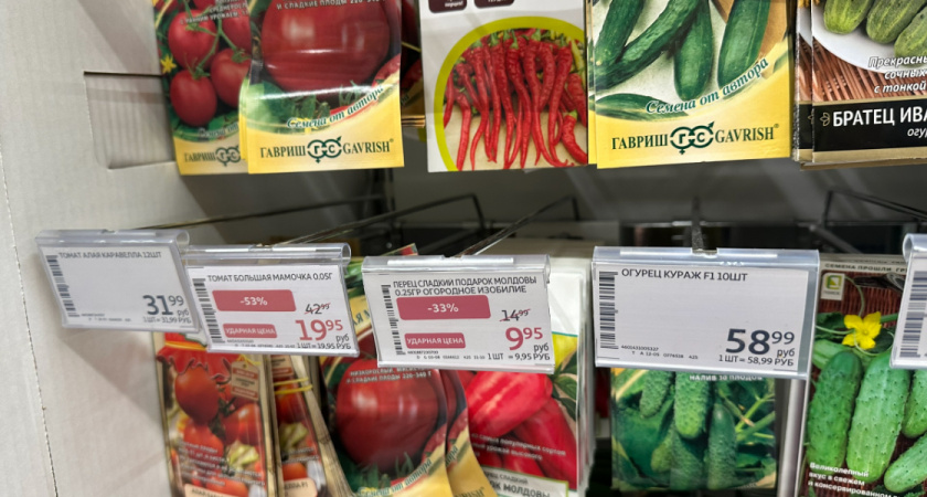 Сладкий перец из российских семян: от посева до последнего плода — полный цикл выращивания