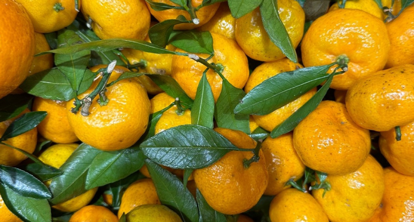 "Лучше оставлю гнить на ветке, но в Россию не продам": хозяин мандариновой фермы в Абхазии рассказал, почему так делает