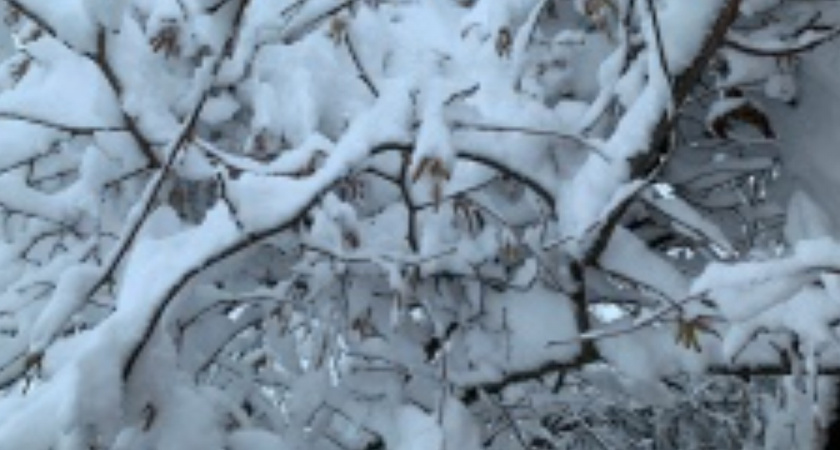 «Я за эту улицу стою!»: как жить, если улицу захватили деревья