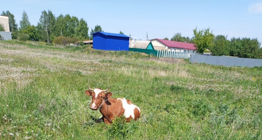 В оренбургских хозяйствах родилось уже 11 тысяч телят