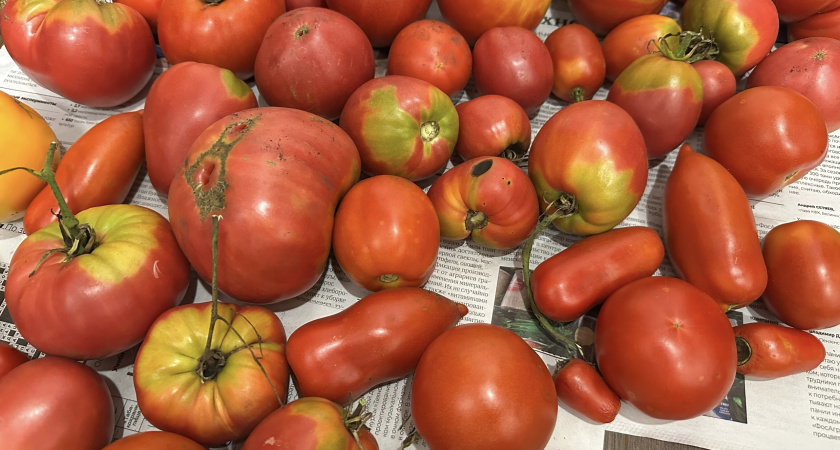 В Оренбуржье остановили 18 тонн помидоров с опасной молью