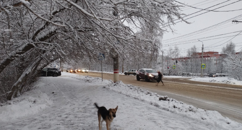 В Пономаревском районе Оренбуржья ввели карантин по бешенству