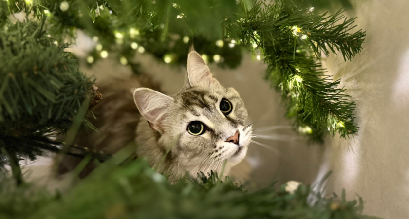 Нефтяники устроили новогоднее чудо для детей в деревнях Оренбуржья