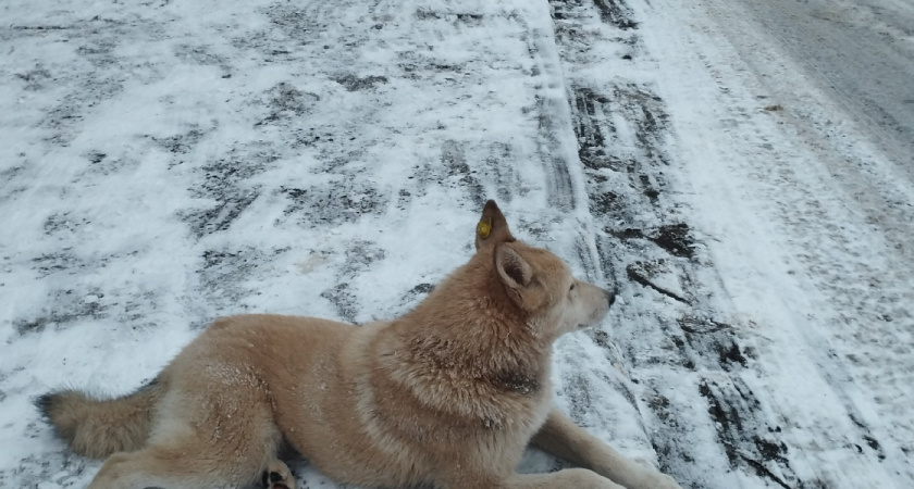 В 5 районах Оренбуржья ввели режим экстраординарной ситуации по собакам