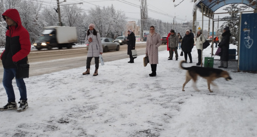  В Ясном возбуждено уголовное дело о нападениях бездомных собак на детей