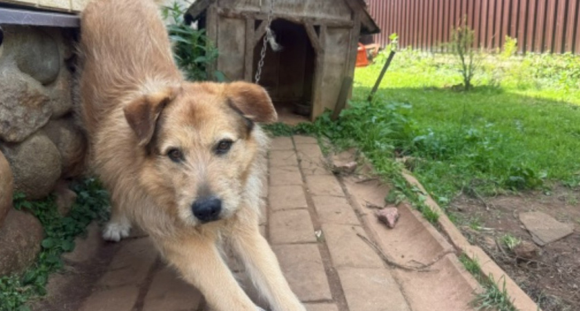 «Вечно бегающие — поймать можно, забыть нельзя»: когда отлов становится шансом для новой жизни