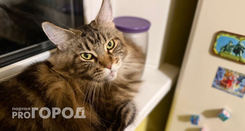 В Оренбургской области выявили два очага бешенства