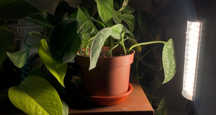 Фитолампы больше не в моде: дачникам сообщили, какой тренд скоро дойдет до нас