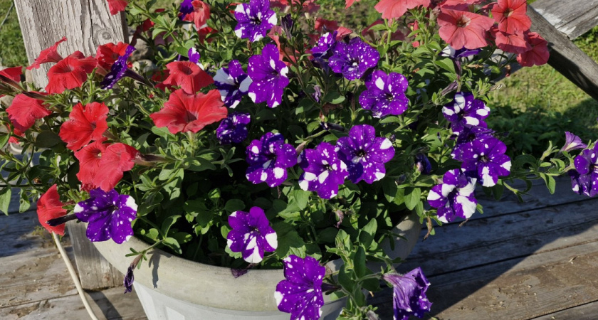 Сею именно этот сорт петуний: прохожие сворачивают головы - запах поражает всех