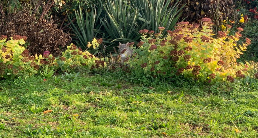 Оренбуржцев могут штрафовать на сотни тысяч рублей за одно растение