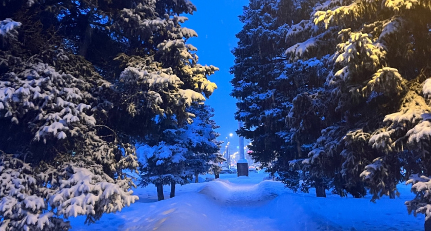 В Оренбуржье мальчик хотел покормить бродячих собак, но был укушен за лицо