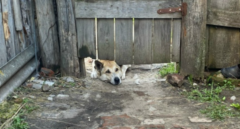 «Хвосты и тревога»: пути решения городской проблемы бездомных собак