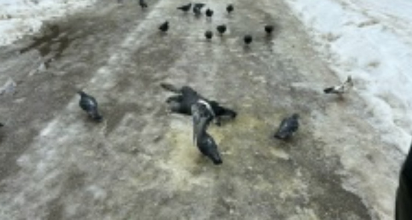 «Скользкие проблемы» — двор, где опасно даже идти пешком