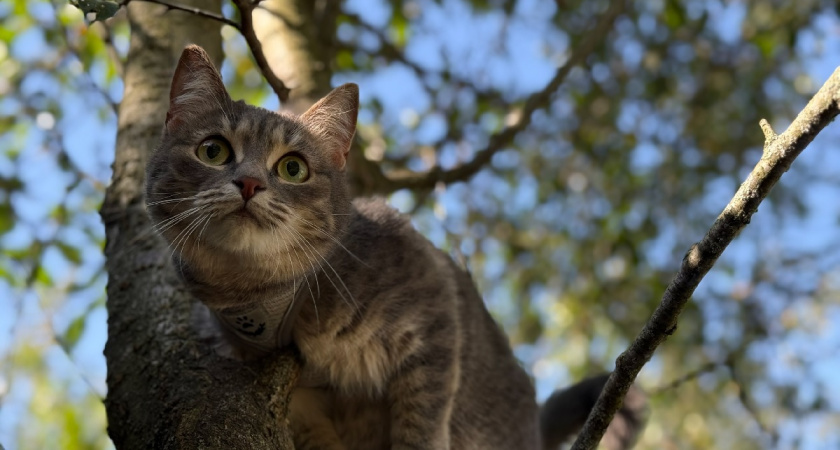 Помнят ли они прошлое: как помочь кошке, которую взяли с улицы - эти слова говорить точно не стоит