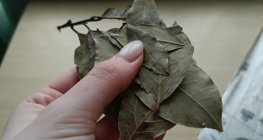 Как только дома заканчивается лавровый лист: бегу в магазин - знаю 8 хитрых способов применения, про которые никто и не слышал