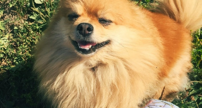 Легко узнать, кого собака считает хозяином в семье: простой тест с мгновенным результатом