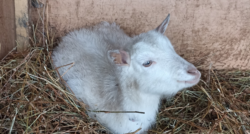 Под Оренбургом козы довели соседей до драки, а главу села до штрафа