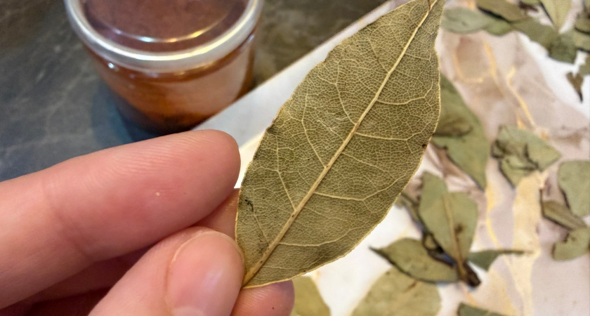 Шампуни отправляю в топку: лавровый лист спас мои волосы - ароматный раствор сработал в 100 раз лучше салонных процедур