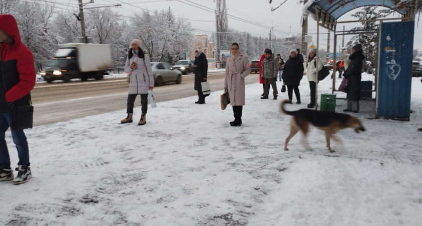 В Оренбуржье затраты на 1 отловленную собаку увеличилась более чем в 10 раз, но подрядчики все равно не берут контракты