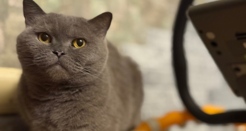 Зоопсихолог раскрыла правду: зачем кошка ходит за вами в туалет - причина не в ней, а в вас