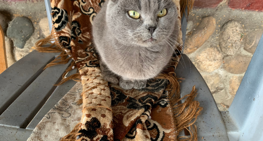 Вот, когда кошка начинает стареть: 5 неочевидных признаков - просто загляните в глаза 