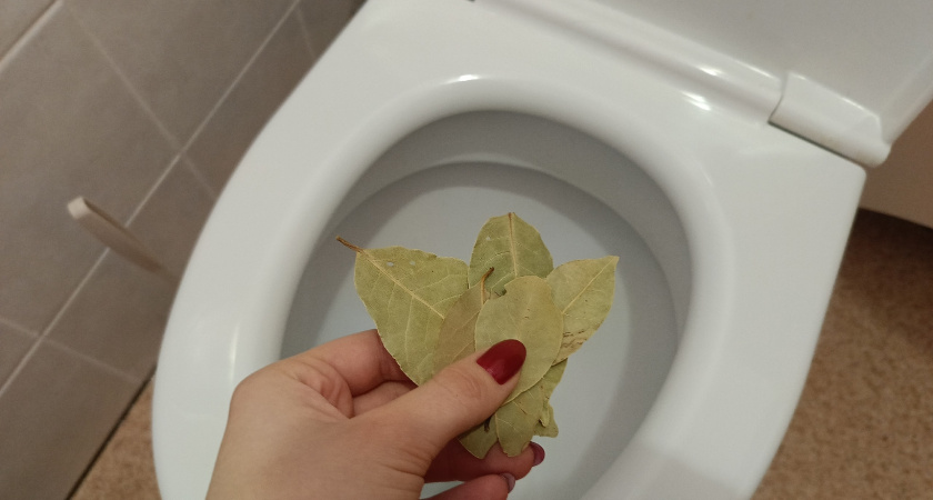 Кладу лаврушку в унитаз и ухожу из дома: горничная дала путный совет - не могу нарадоваться эффекту 