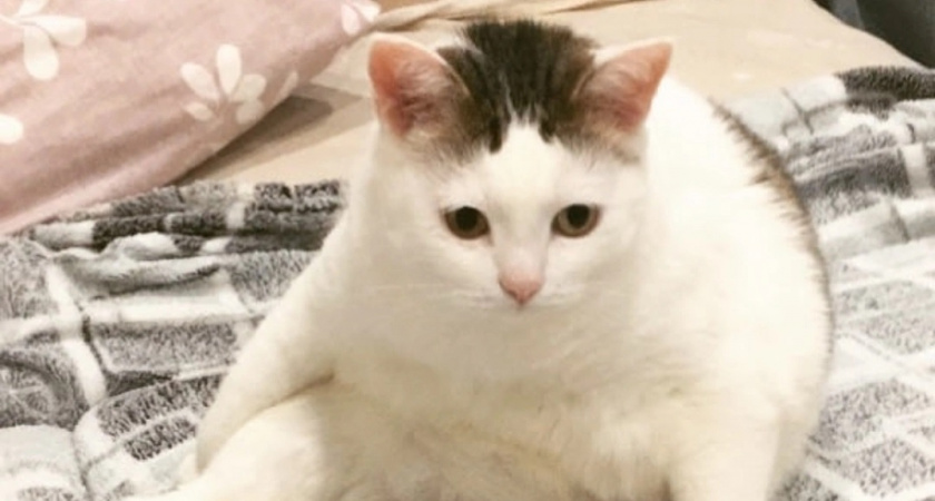 Эксперт четко ответила, какой корм давать кошкам: теплый или холодный