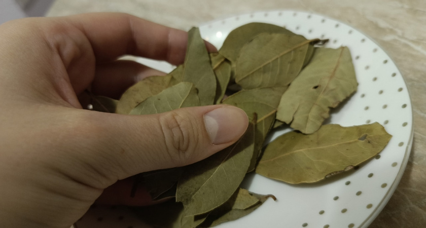 Сосед ахнул при виде моих томатов: а я просто добавил лаврушку при посеве - справилась лучше любой химии