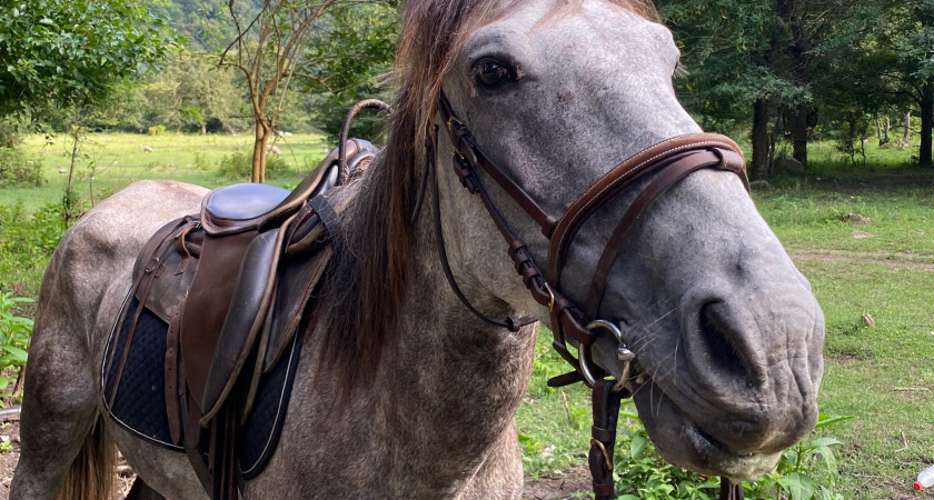 В Оренбуржье укус лошади “оценили” в 1,5 млн рублей