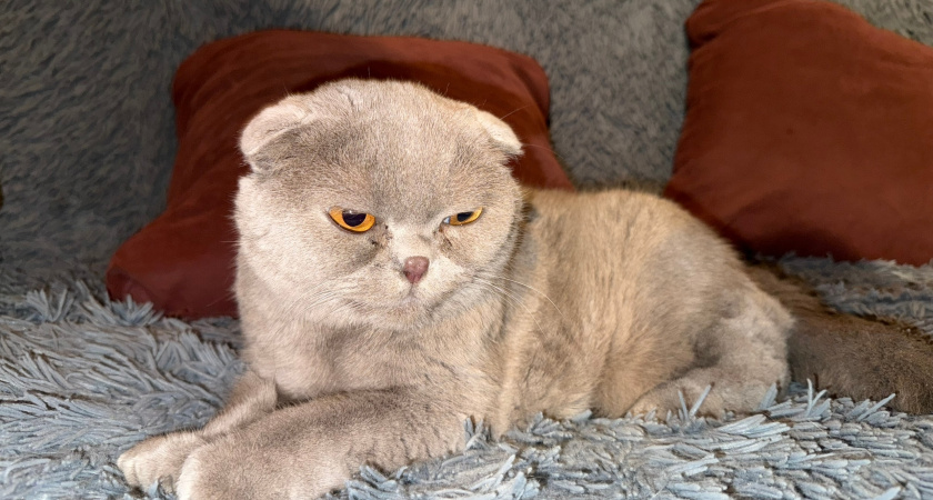 Как понять, что кошке осталось недолго: 6 признаков старения питомца 