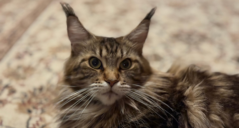 Эксперт поставила точку: почему кошки любят мужчин больше, чем женщин - присмотритесь к себе