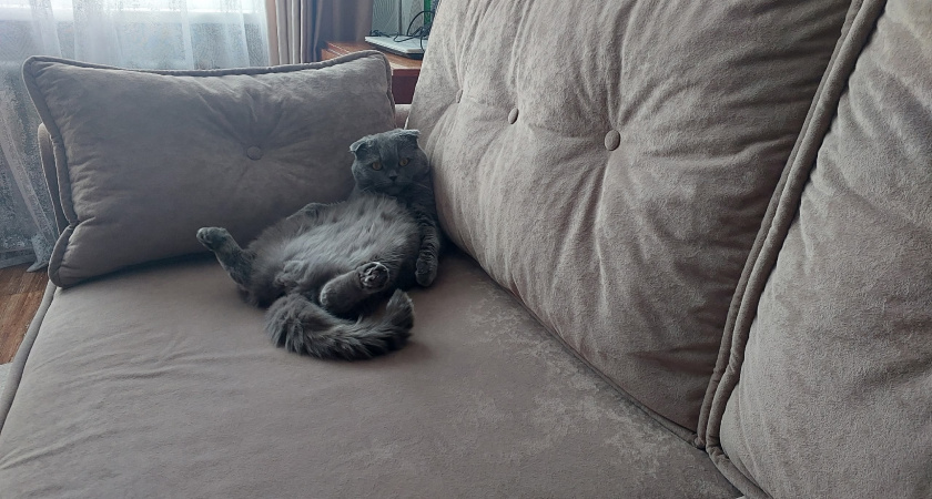 Восьмилетние старики? Эксперты назвали возраст выхода кошек на пенсию — проверьте, насколько стар ваш питомец