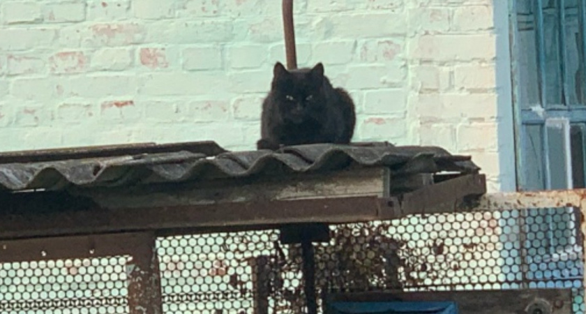 Волонтеры в Оренбуржье: почему помощь животным идет вразрез с официальными рекомендациями