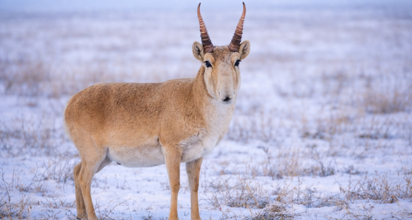 Как назовут редкого сайгака? Жителям Оренбуржья предложили выбрать имя