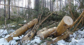 Лесоруба-нелегала из Нижней Павловки могут осудить на четыре года