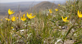 Фото дня: Горные тюльпаны Биберштейна