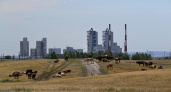 Фото дня: Коровы страны Зааккермании