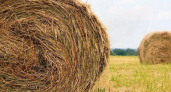 Житель Новосергиевского района украл 200 килограммов сена в присутствии сторожа