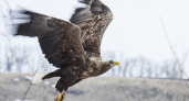 Фото: Орлан белохвост в полете