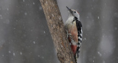 Фото дня: Первый снег. Средний пестрый дятел