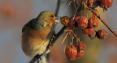 Фото дня: зяблик на боярышнике