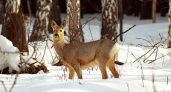 В Переволоцком районе браконьеры отстрелили четырех косуль и закопали их в снег