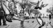 Фото дня: любовь и голуби